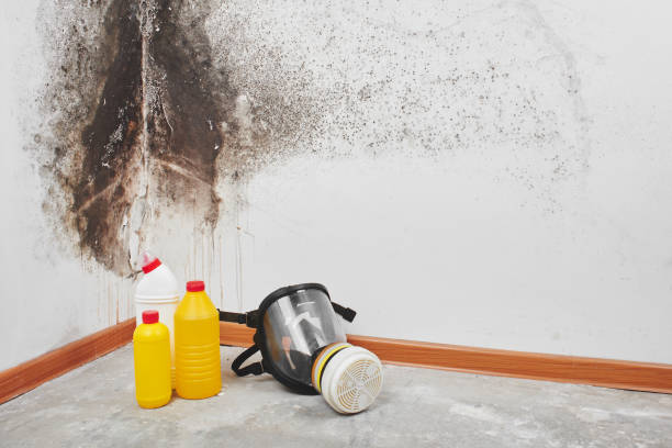 Why You Should Choose Our Mold Remediation Services in Marion, KS